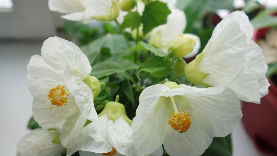 Абутилон полосатый