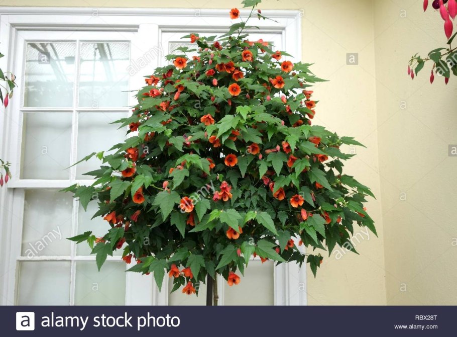 Абутилон Изабелла