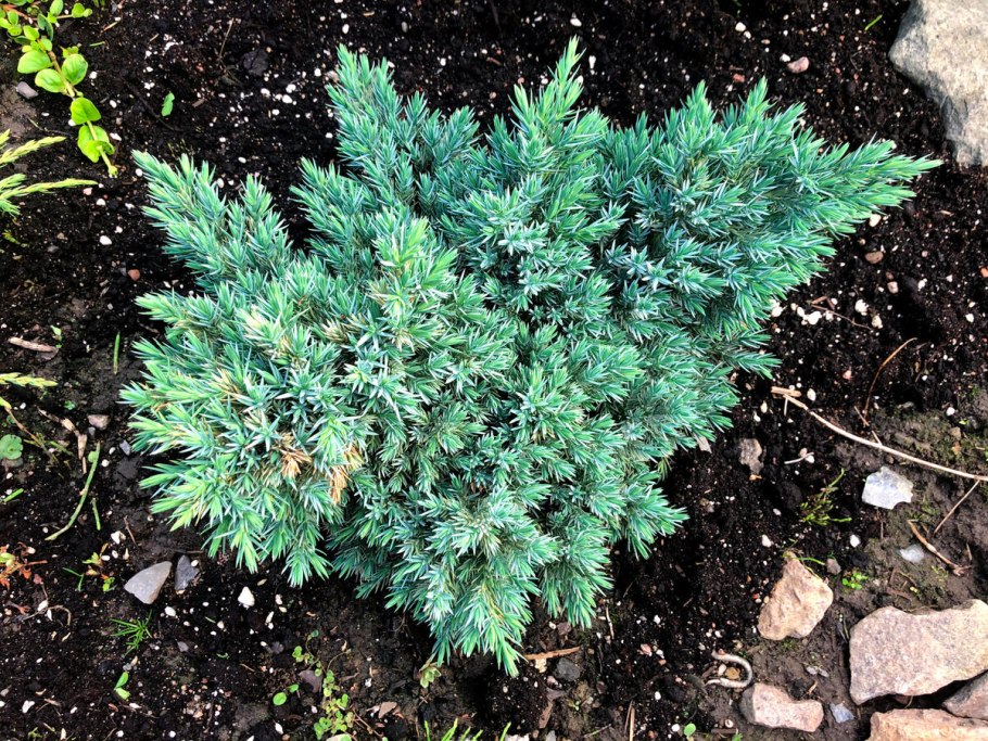 Можжевельник Mint джулеп