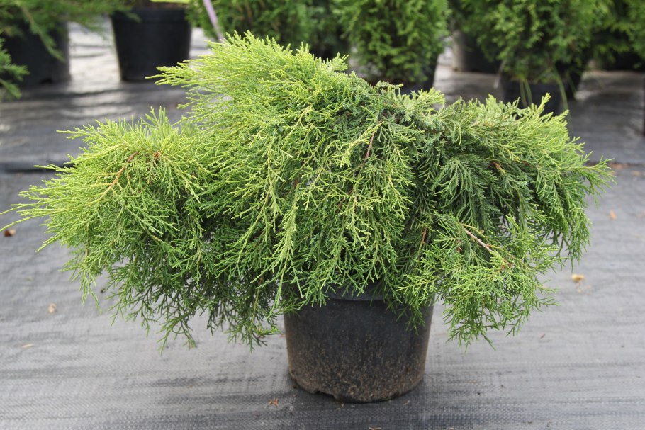 Можжевельник чешуйчатый Холгер