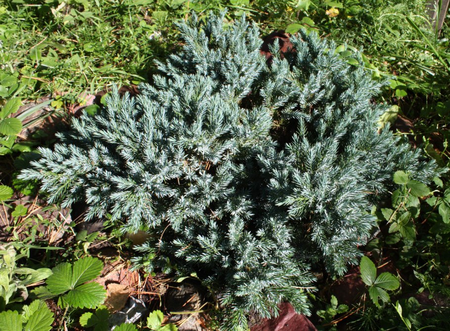 Можжевельник микробиота перекрестнопарная