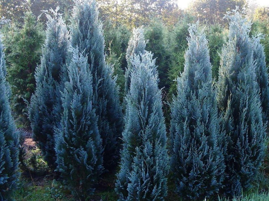 Можжевельник обыкновенный repanda