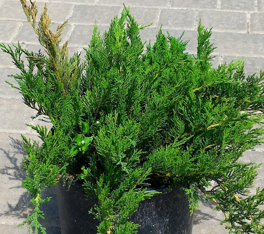 Можжевельник Куривао Голд