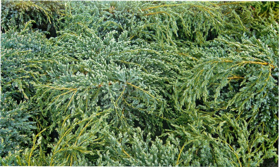 Можжевельник Блю минт джулеп