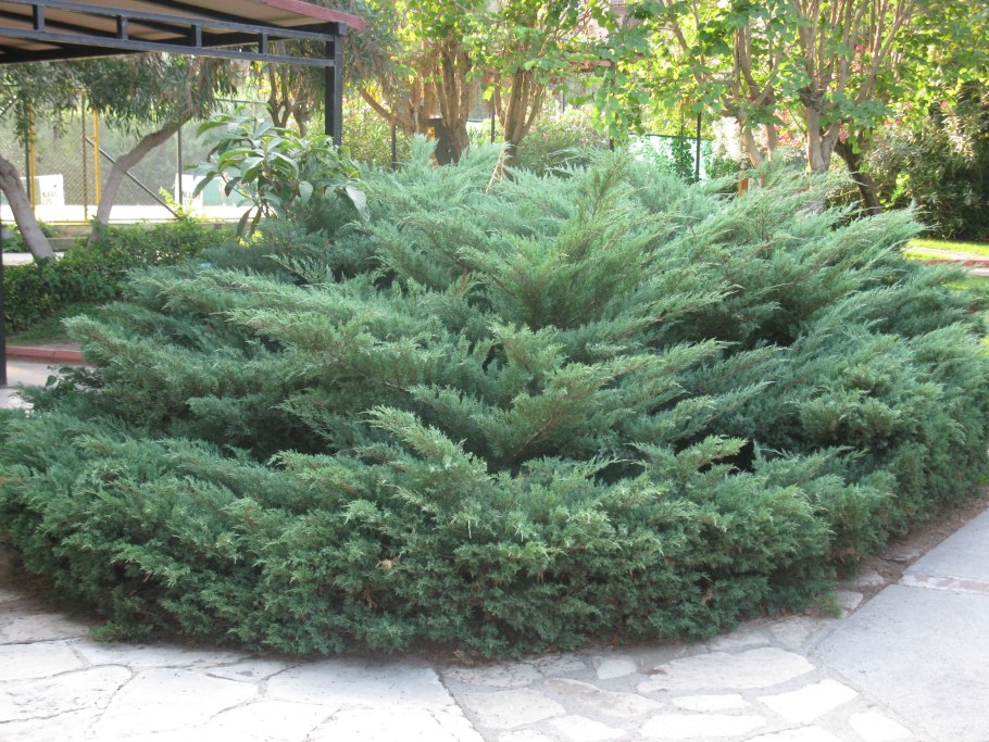 Можжевельник Блю чип