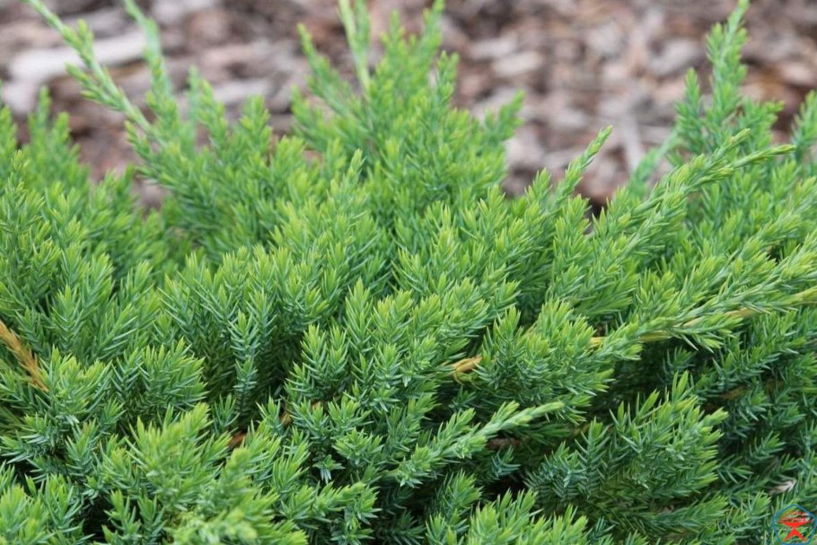 Можжевельник скальный Скайрокет