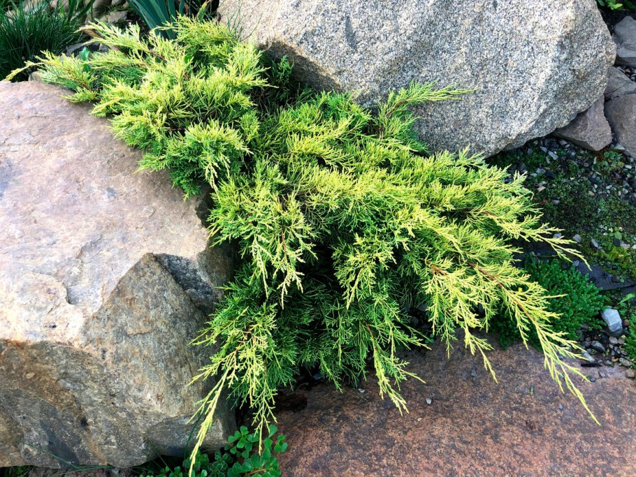 Можжевельник скальный обыкновенный