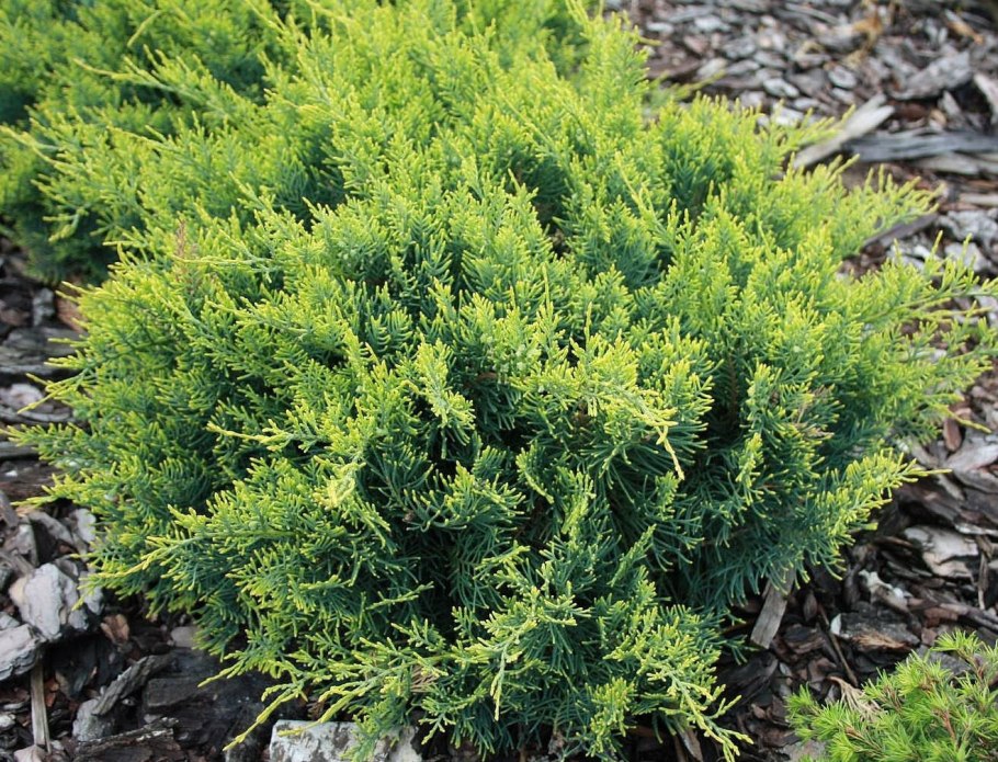 Можжевельник казацкий рокери джем