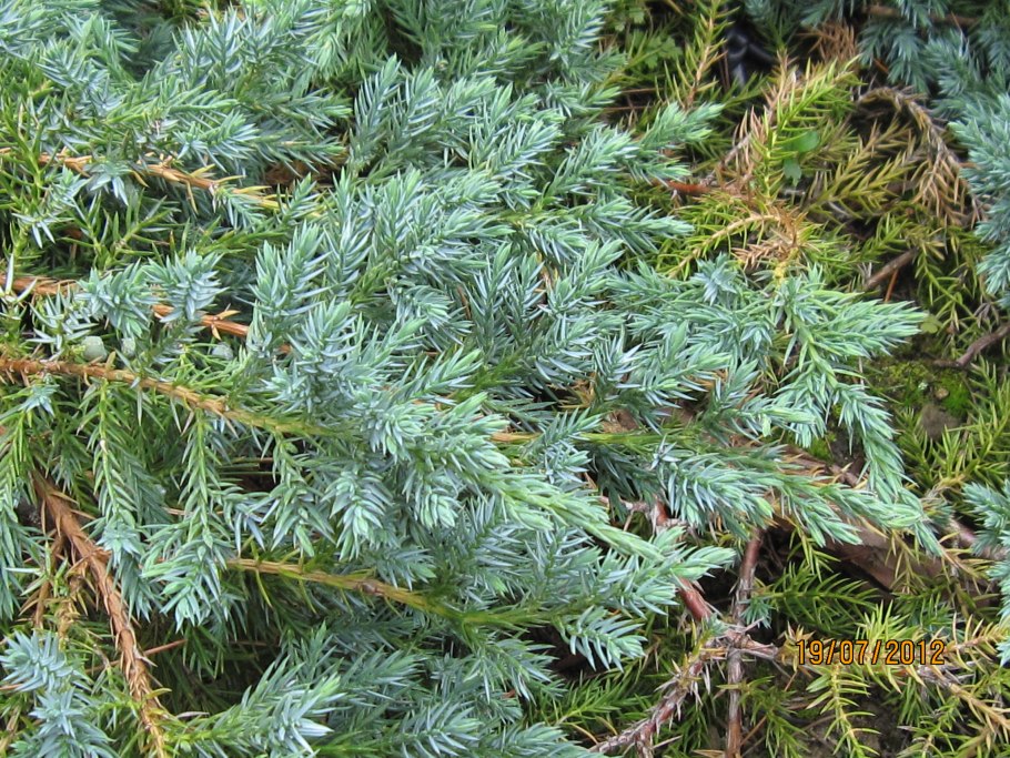 Можжевельник Стрикта