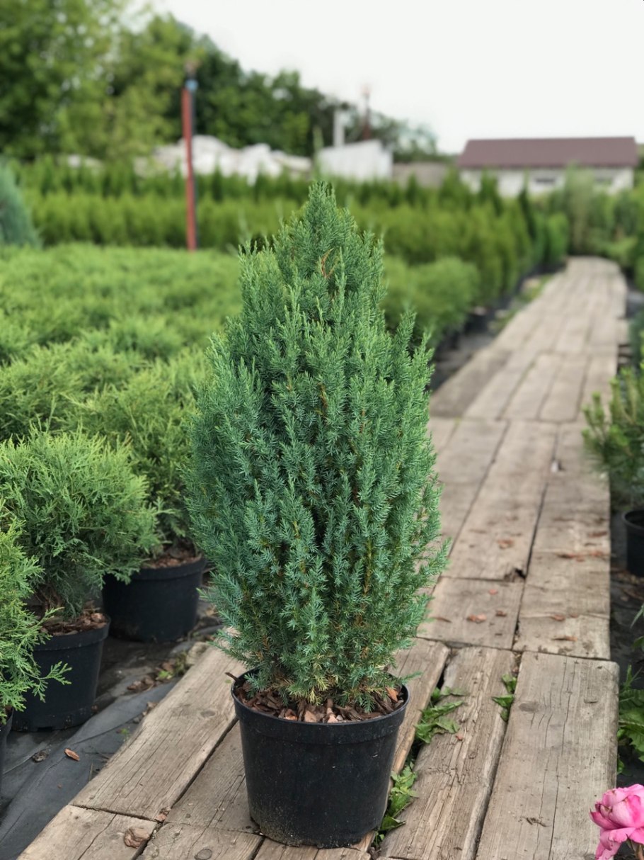 Можжевельник средний Blue and Gold