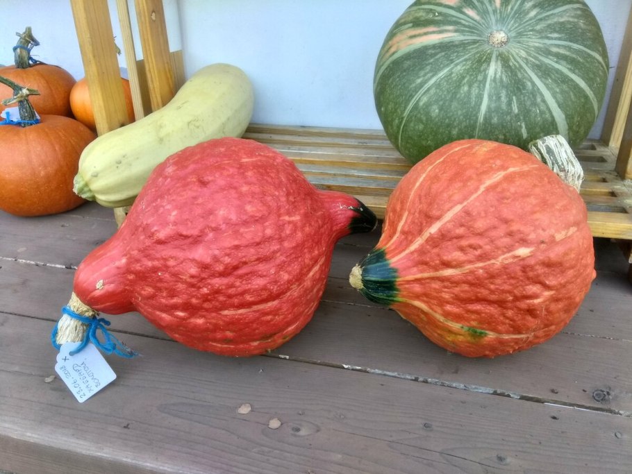 Тыква золотой Хаббард