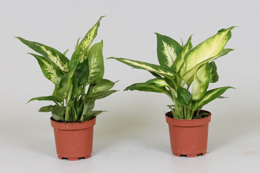 Dieffenbachia Тропик Сноу