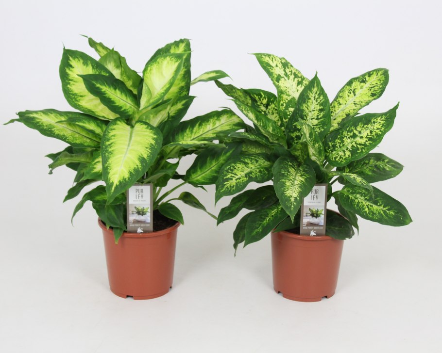 Диффенбахия Dieffenbachia Камилла