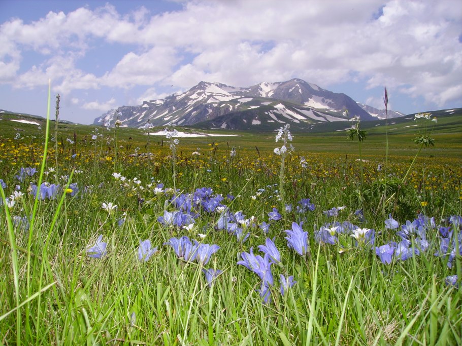 Альпийские Луга Адыгея Лагонаки