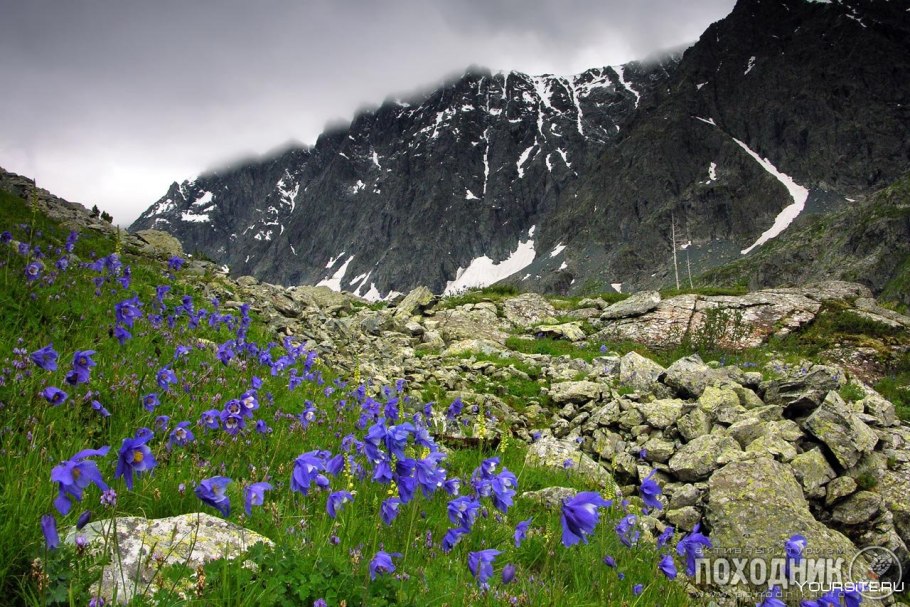 Горный Алтай Альпийские Луга