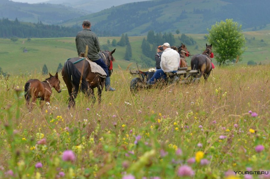 Повозка в поле