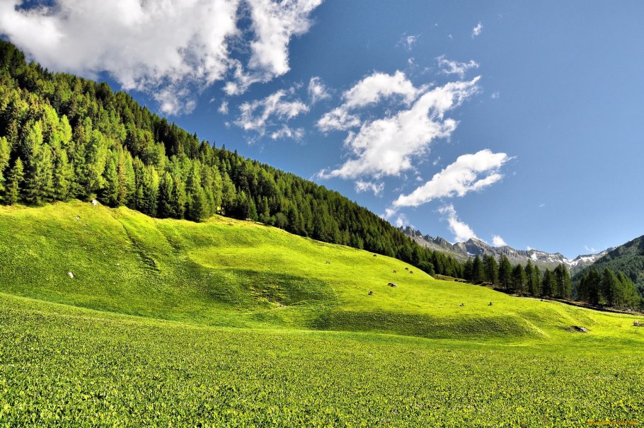 Лес и равнина