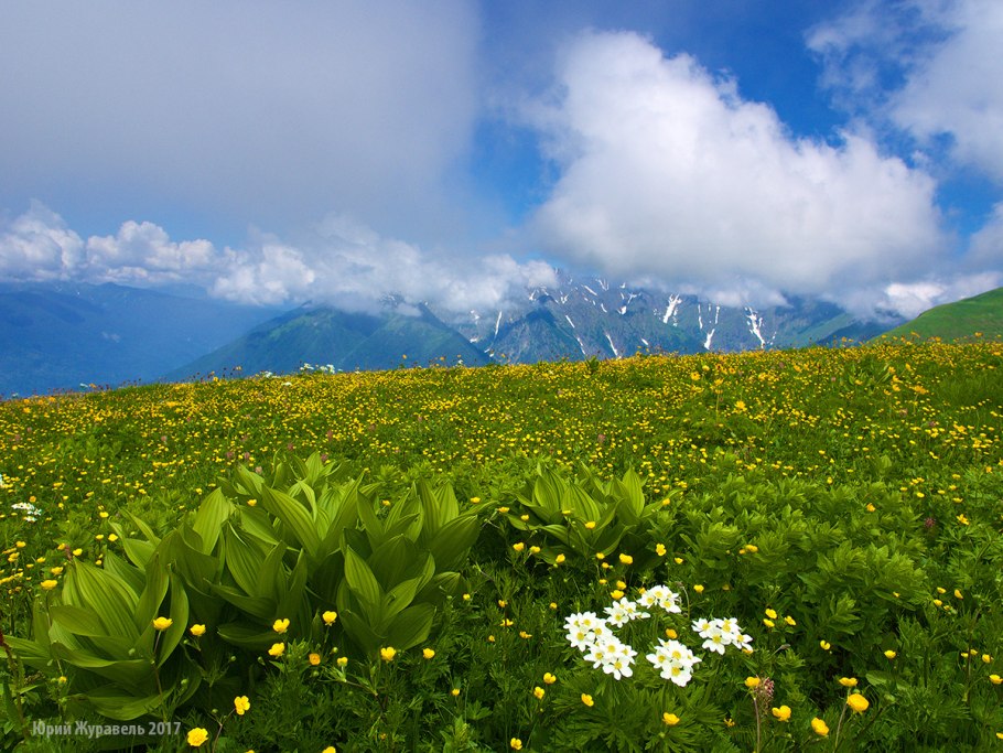Альпийские Луга Кавказа