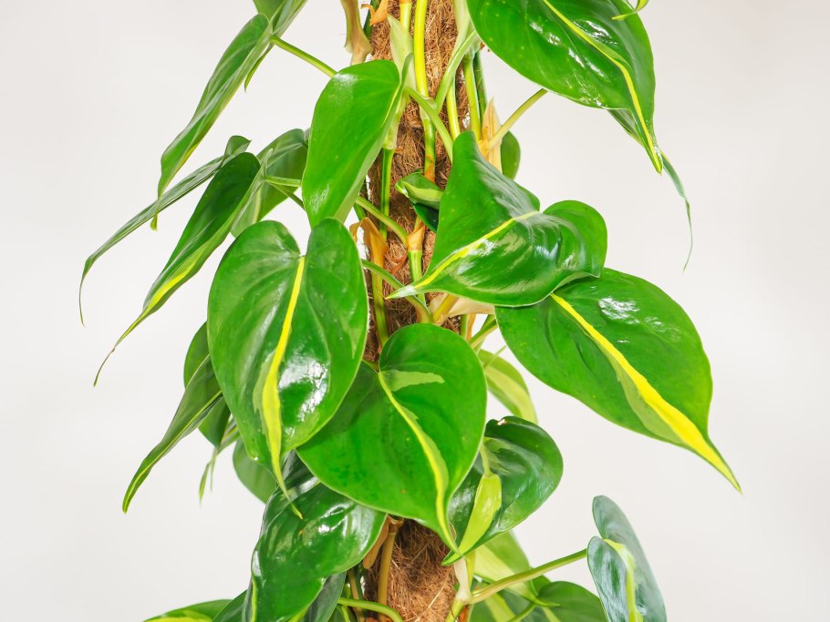 Филодендрон неон