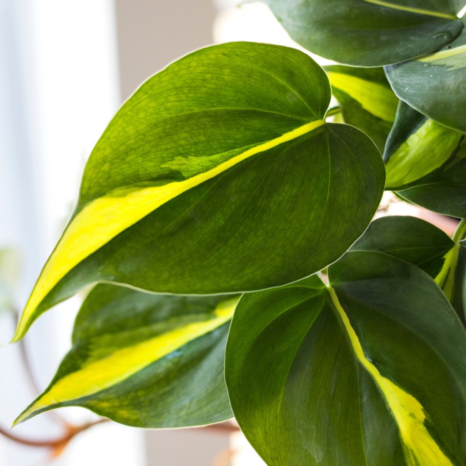 Филодендрон лазящий Бразил