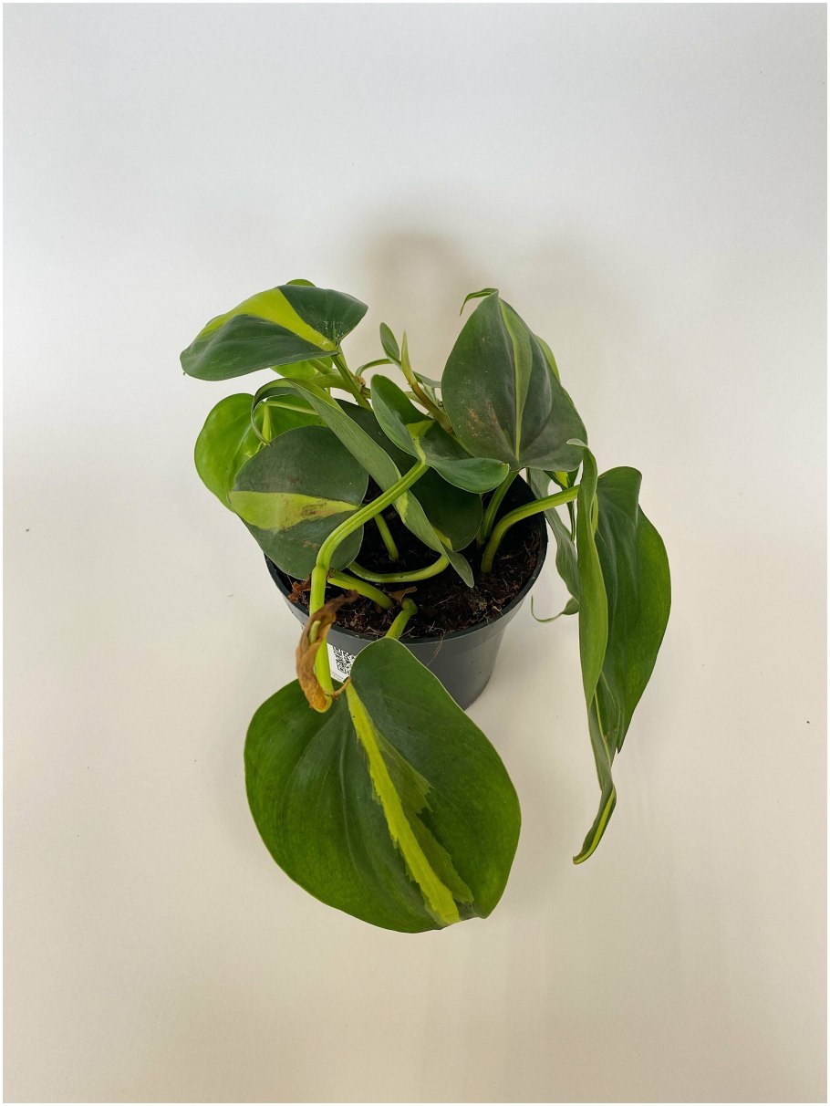 Филодендрон Скандер Бразил