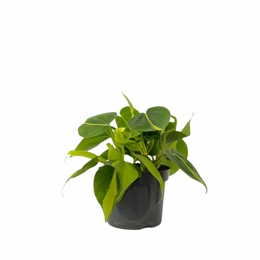 Филодендрон Сканденс