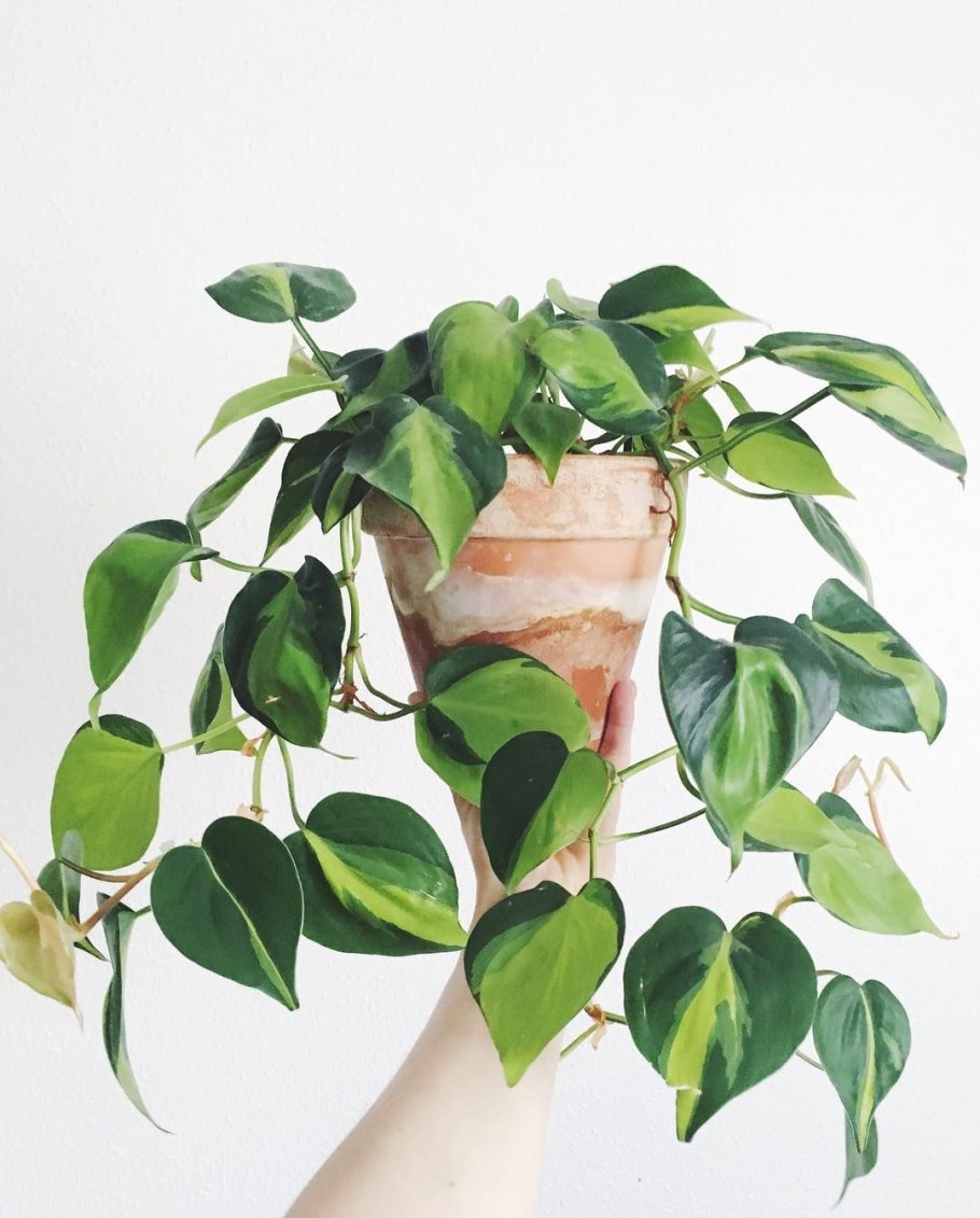 Филодендрон Сканденс Бразилия