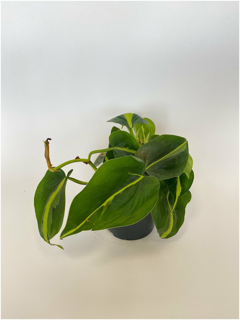 Филодендрон Сканденс