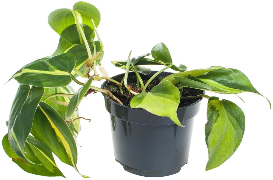 Филодендрон плющевидныи