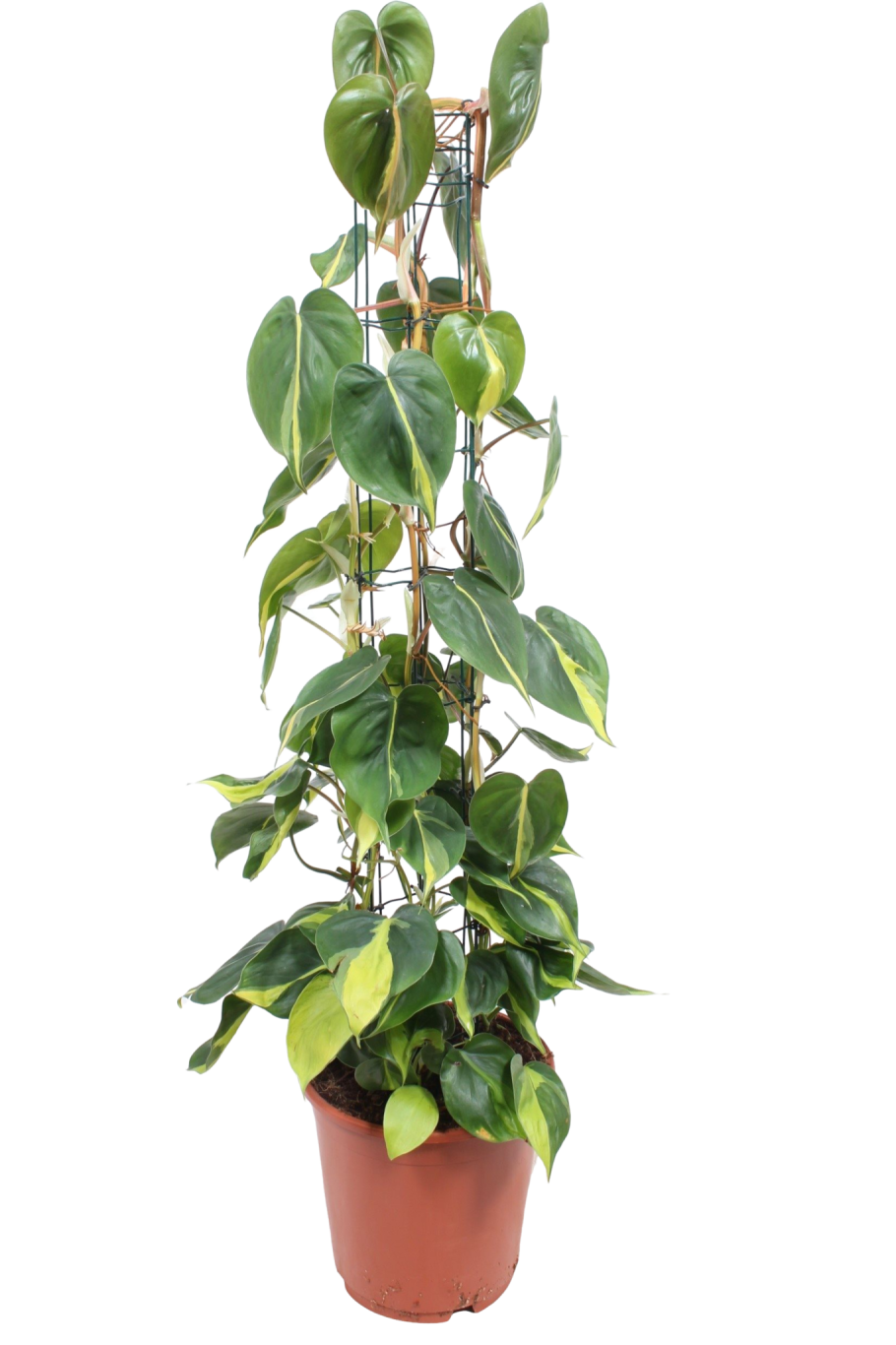 Филодендрон Бразил