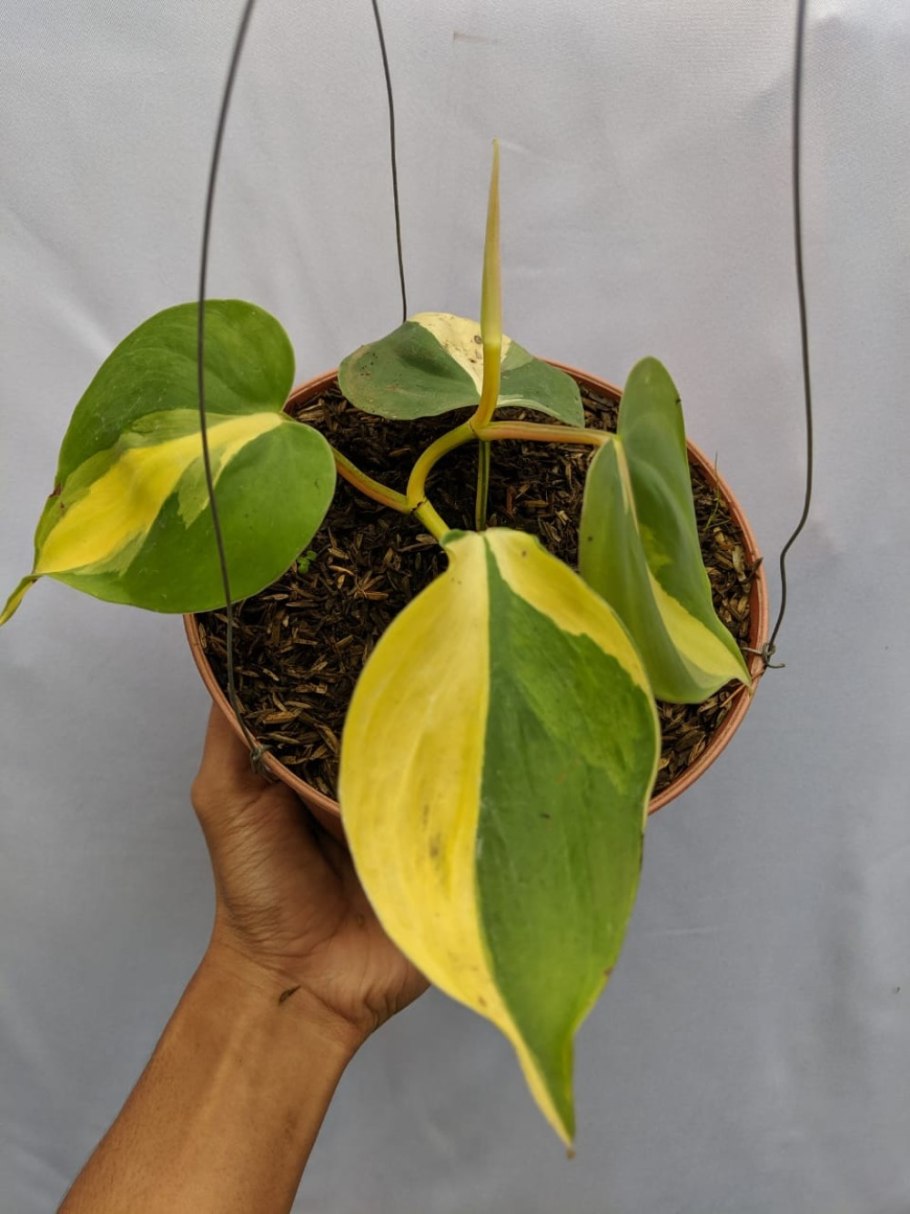 Филодендрон Бразил