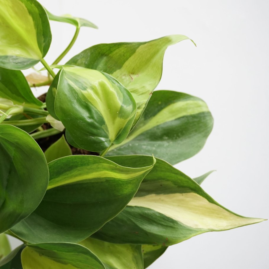 Филодендрон ампельный