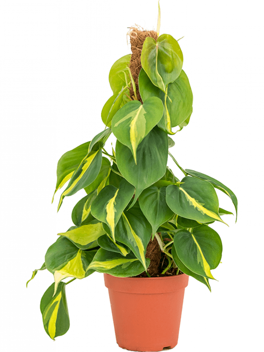 Филодендрон Скандер Бразил