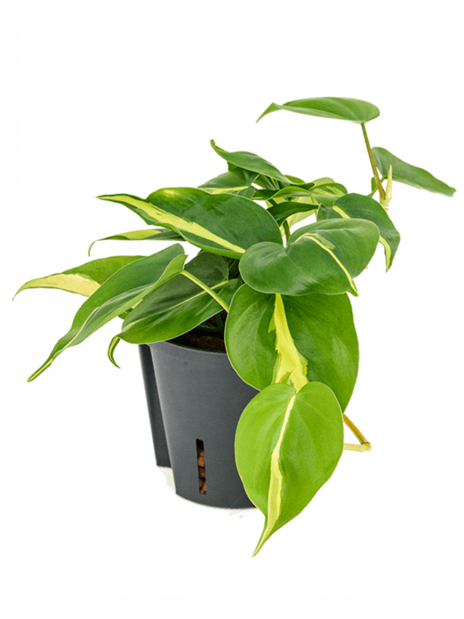 Филодендрон Скандекс Браз л