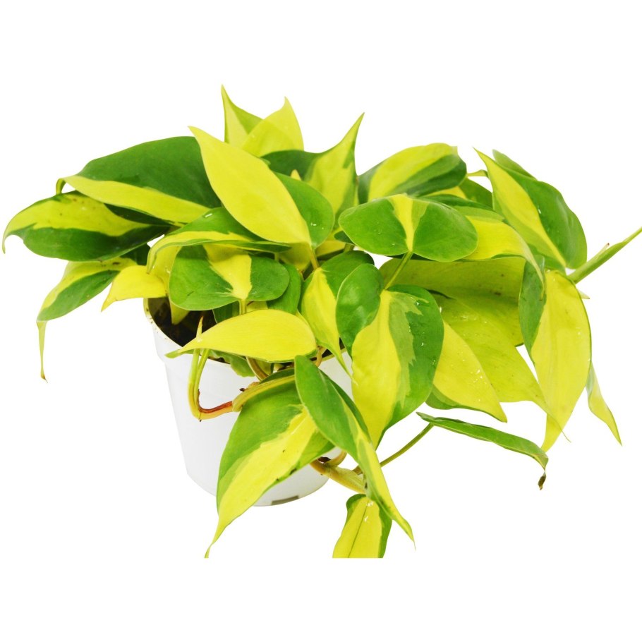 Филодендрон Сканденс Грин