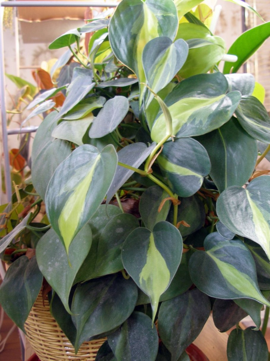 Эпипремнум Бразилия