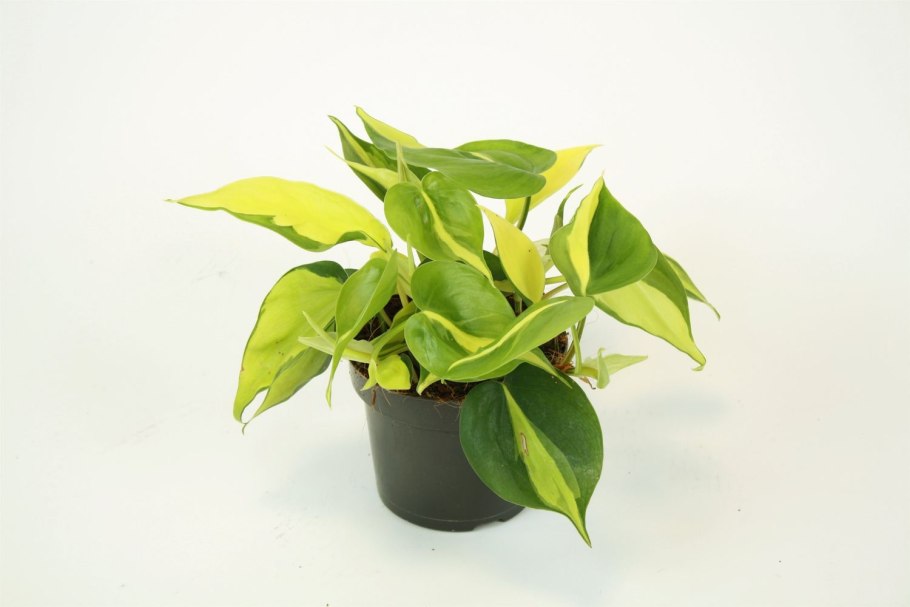 Филодендрон сканденс бразилия