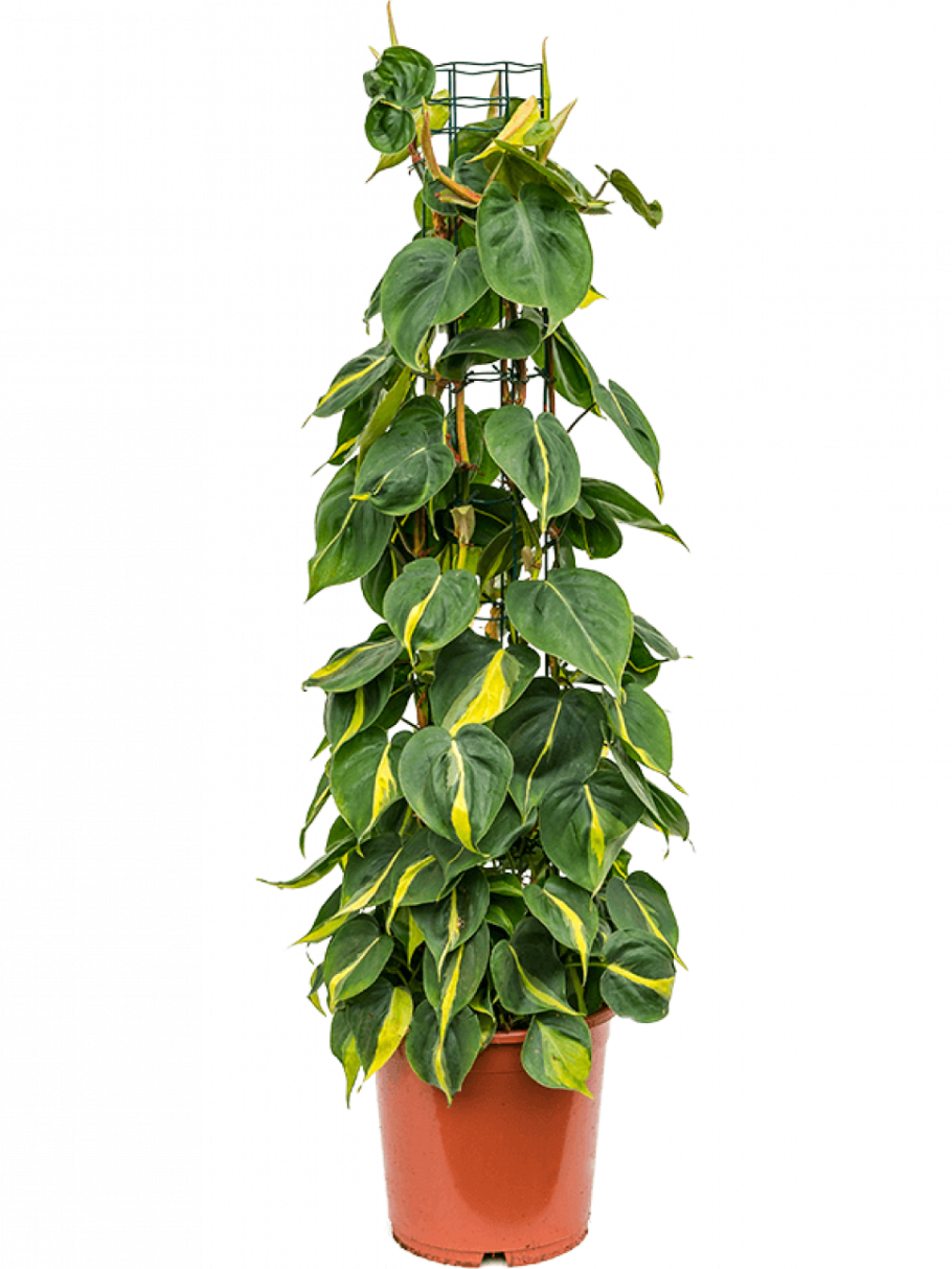 Филодендрон дарк Бразил