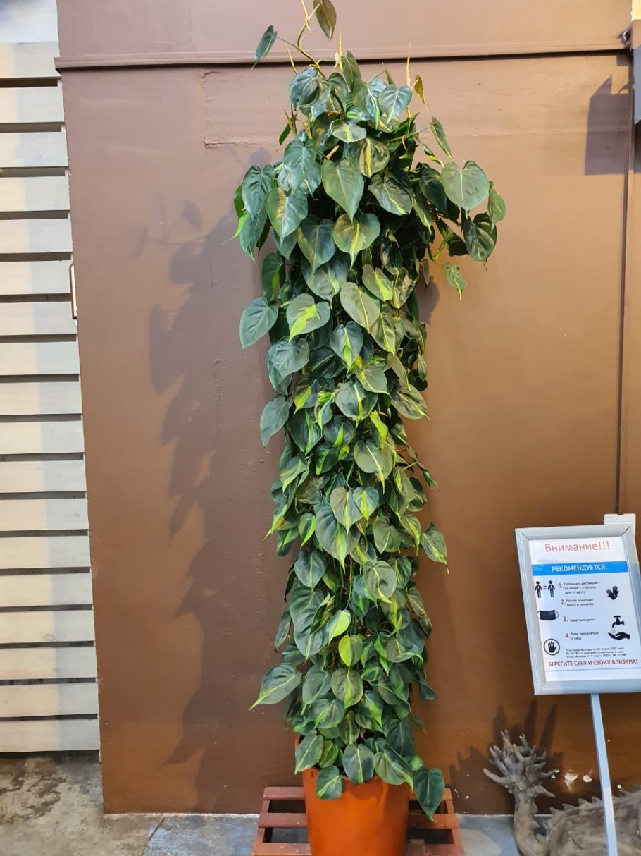 Филодендрон сканденс