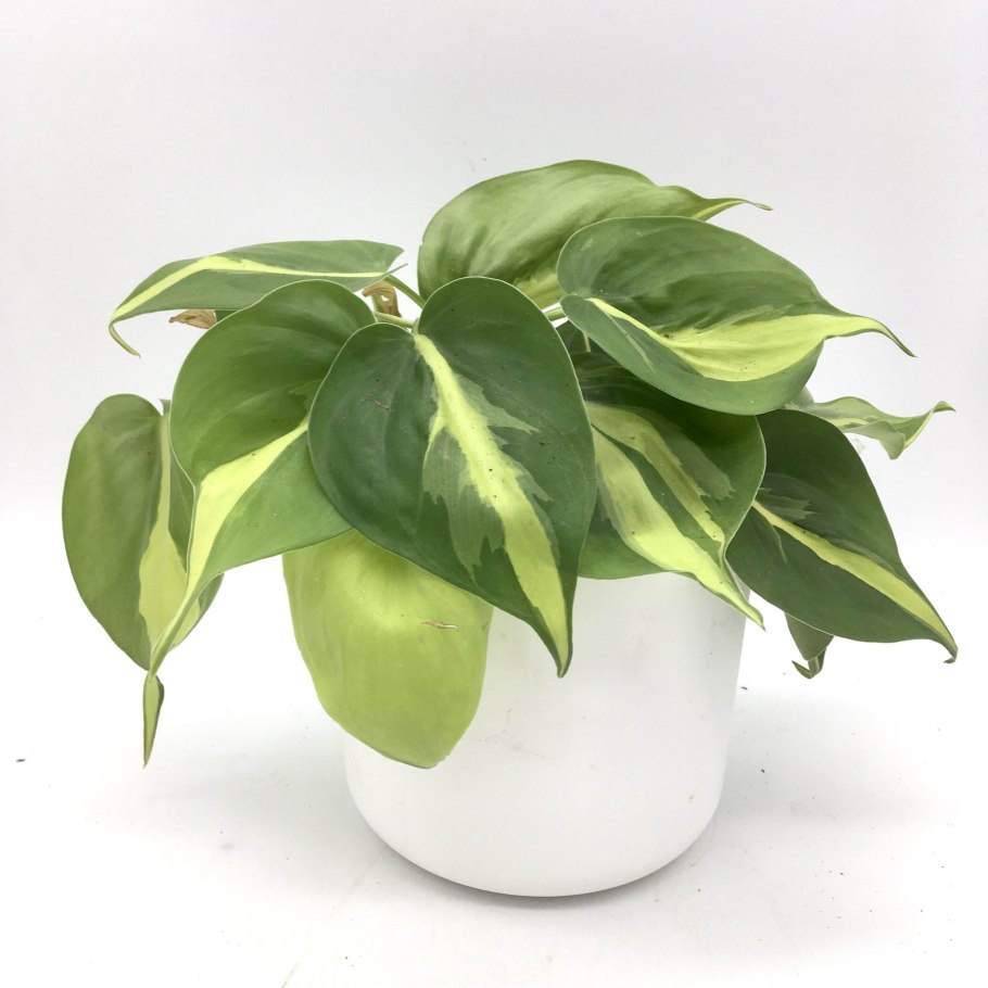 Филодендрон лазящий Бразил