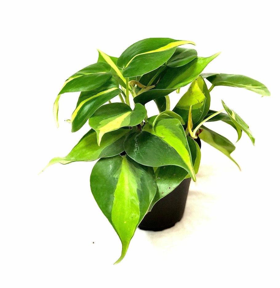 Филодендрон Бразил