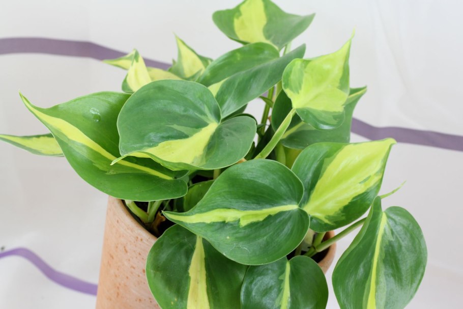 Филодендрон Бразил