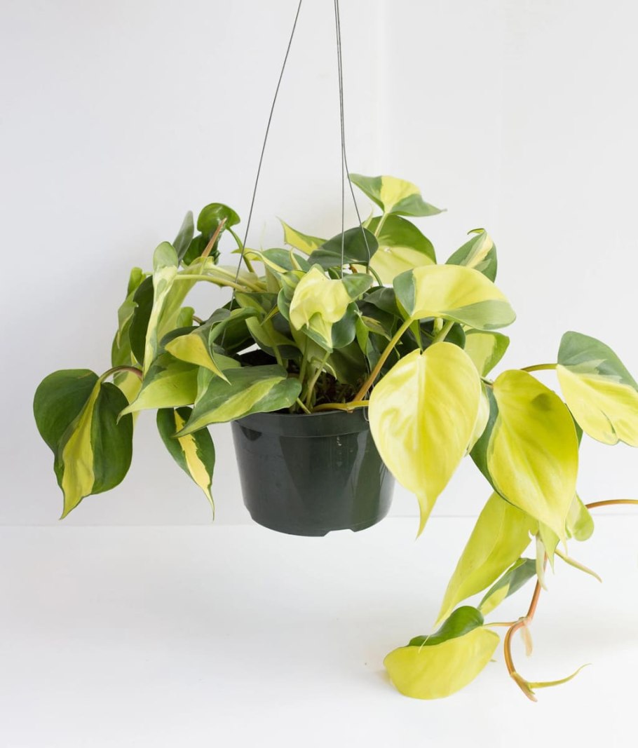 Филодендрон Сканденс Аурум