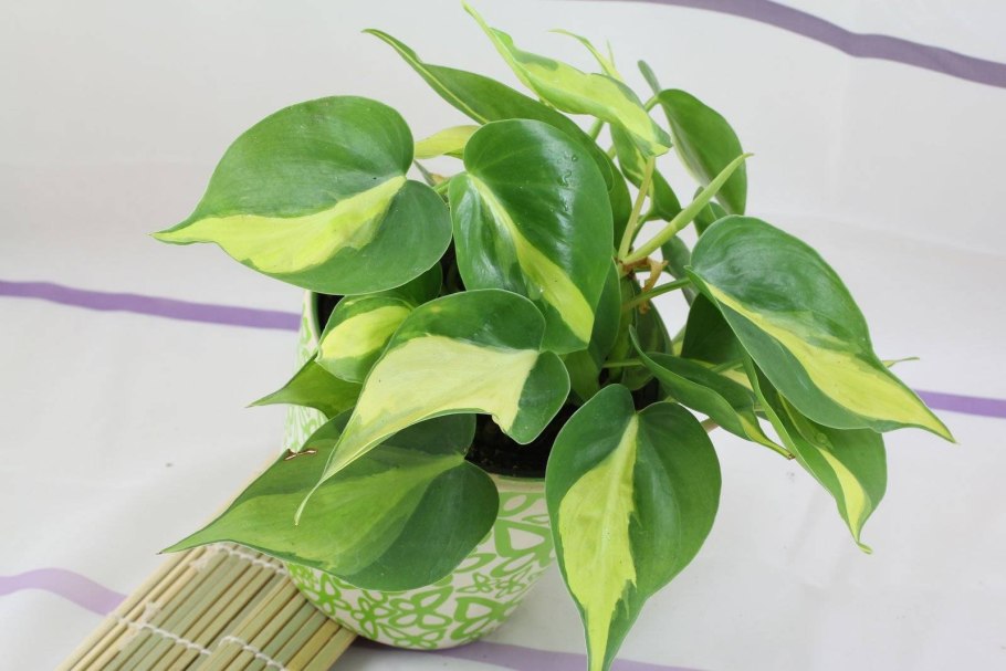 Филодендрон Сканденс Бразилия