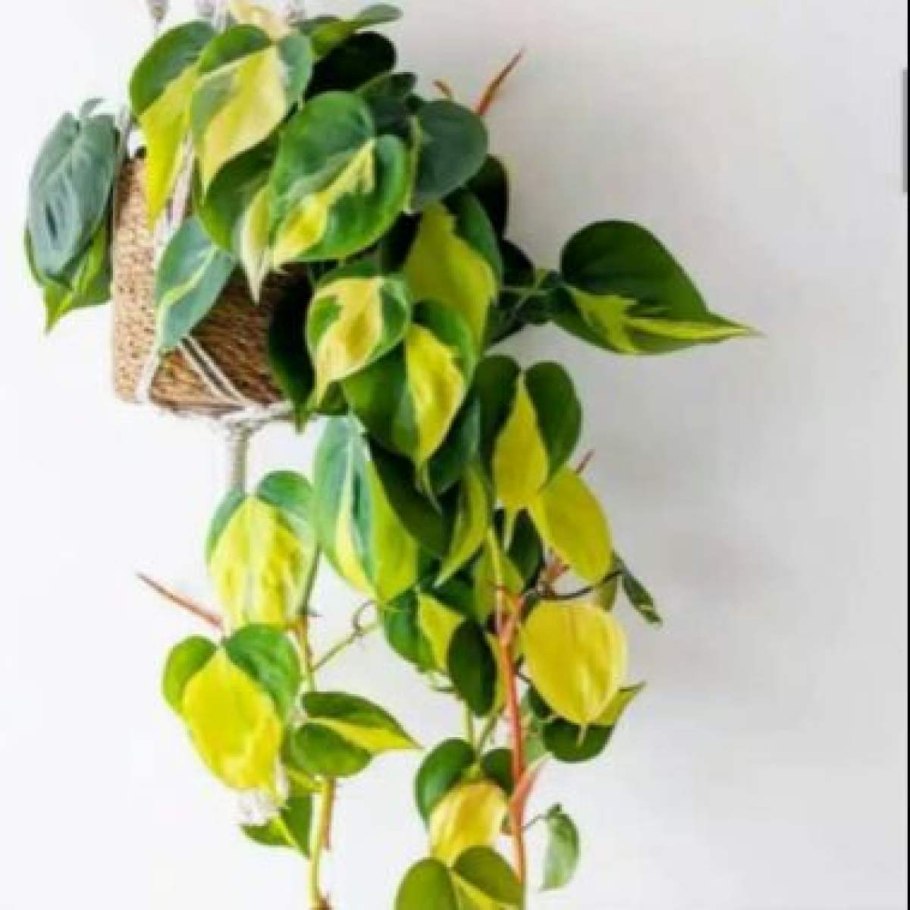 Филодендрон Сканденс