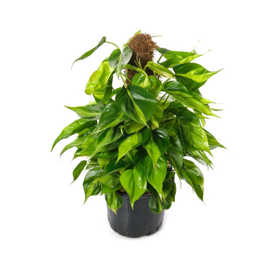 Филодендрон дваждыперистый