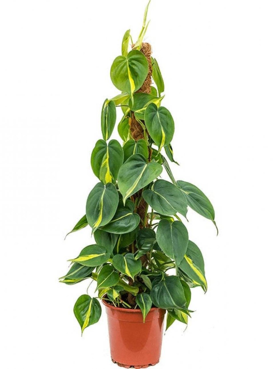 Филодендрон Бразилия