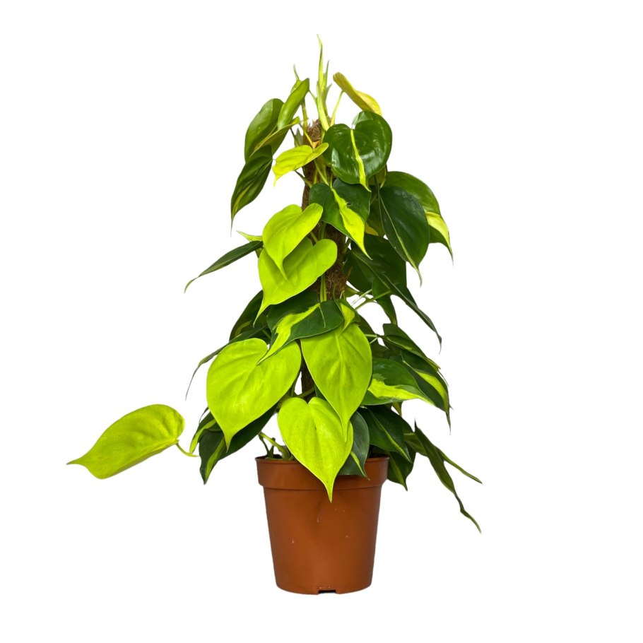 Филодендрон Сканденс лайм