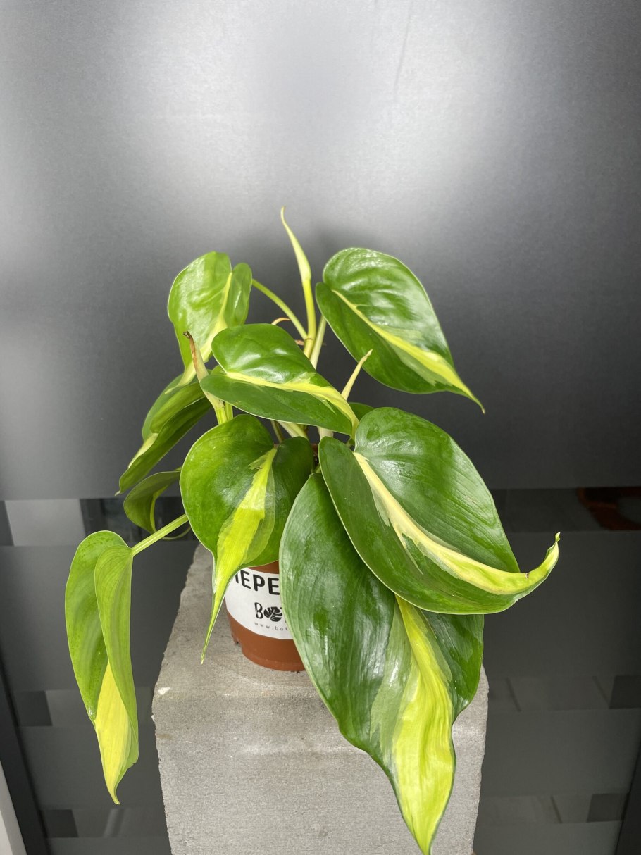 Филодендрон Сканденс Бразил моссток