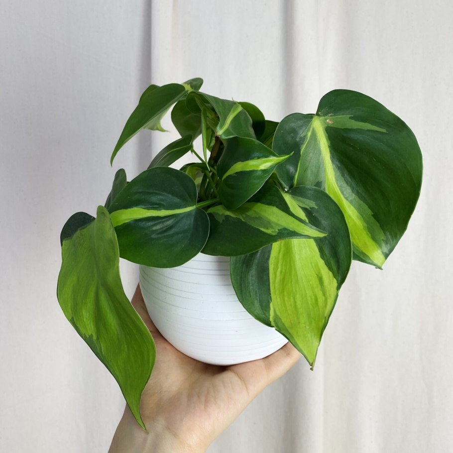 Филодендрон Сканденс Бразилия